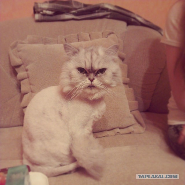 Котовторник 12.08.2014