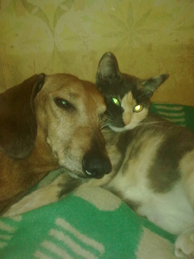 Котовторник 26.08.14.