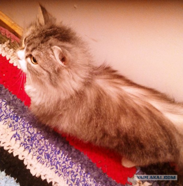 Хочу выкинуть кота