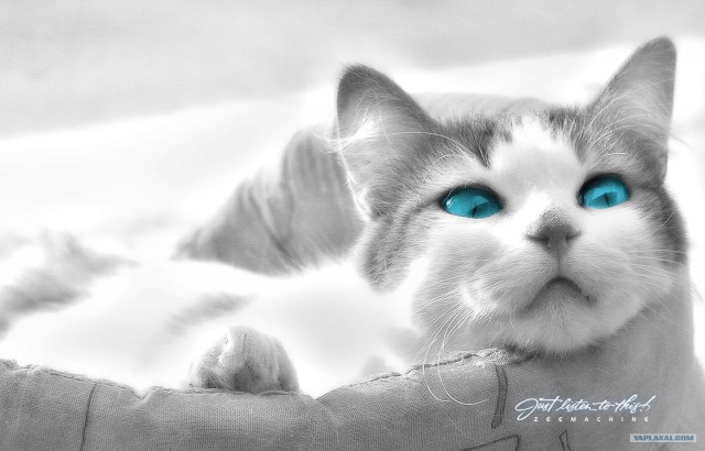 Рисованный котовторник