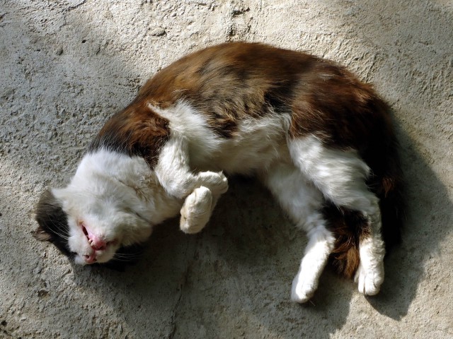 Котовторник 2.12.14