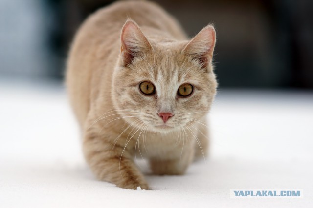 Котовторник 06.01.2015