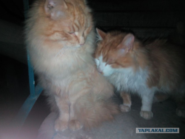Котовторник