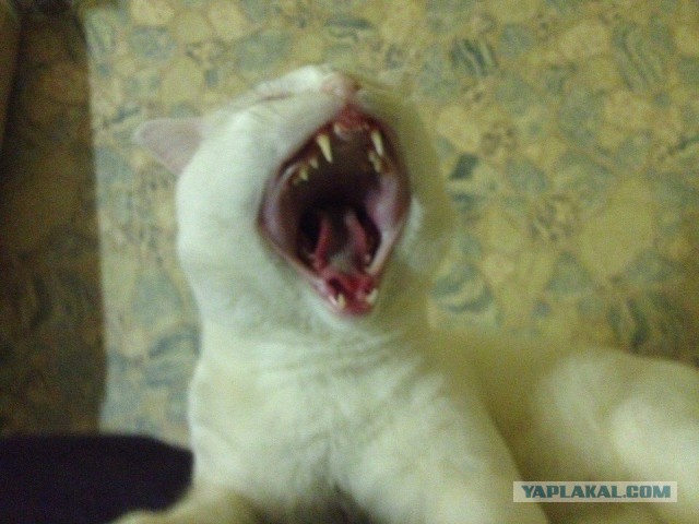 Котовторник