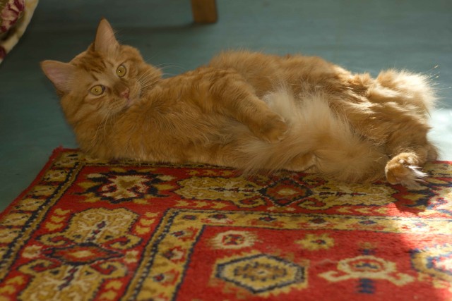 Котовторник 12.03.13