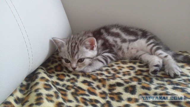 Котовторник 18.08.2015