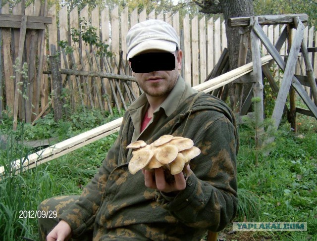 Поход за грибами