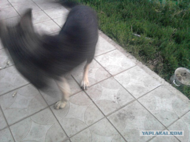 Собакочетверг же, ау!