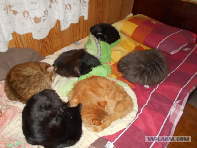 Жизнь домашнего приюта для котеек 95