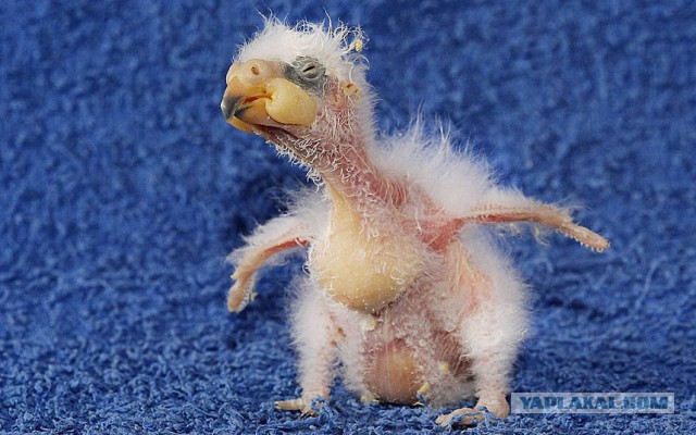 Скоро во всех гнёздах страны!... и не только