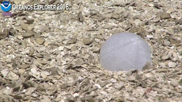 Началась онлайн-трансляция происходящего в самом глубоком месте Земли