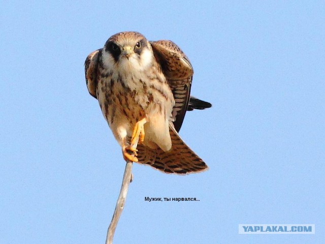 Каких птиц вы видите в городе?