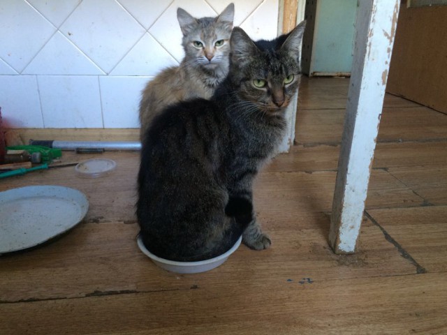 Котовторник 27.09.16