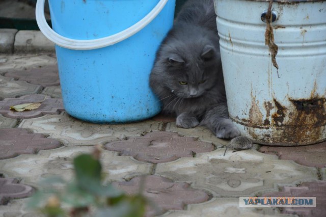 Котовторник 08.11.2016