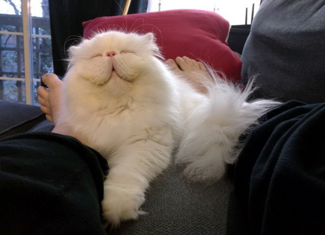 Коты из сети