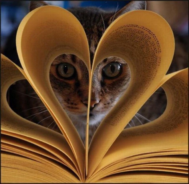 Коты из сети