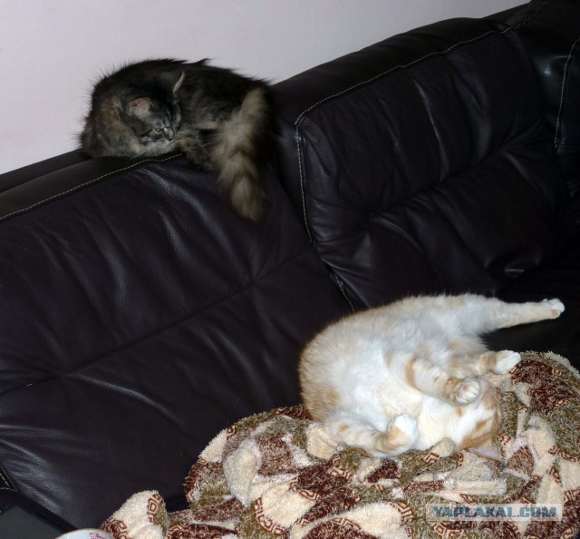 Котовторник  14.02.2017