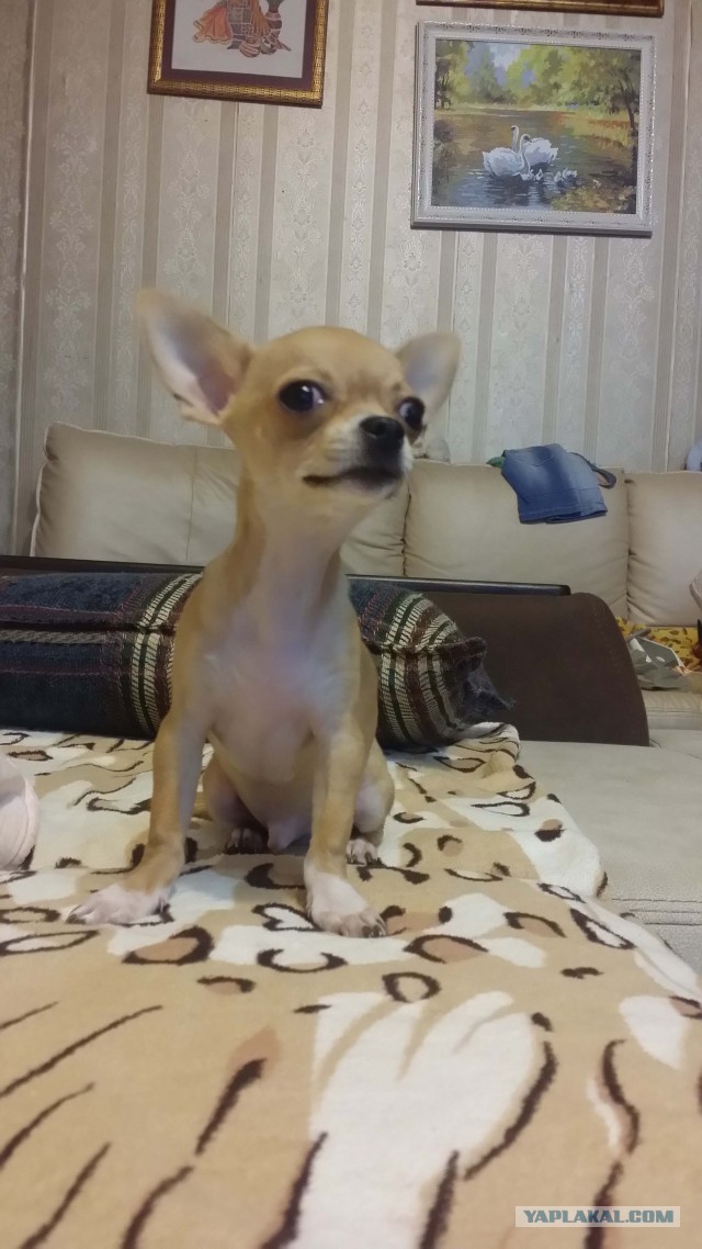 Не дадим пропасть собакочетвергу!