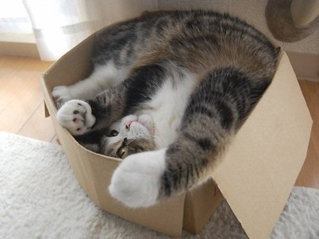 Коты и Кошки