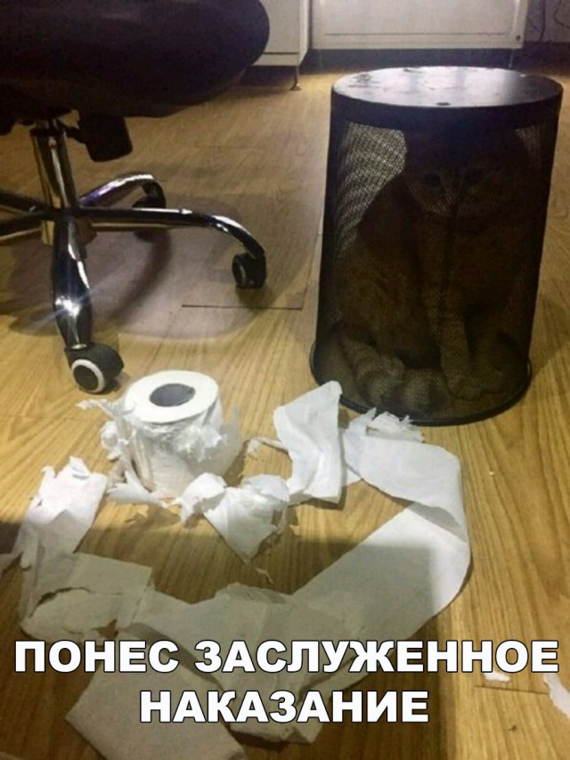 Подборка забавных животных