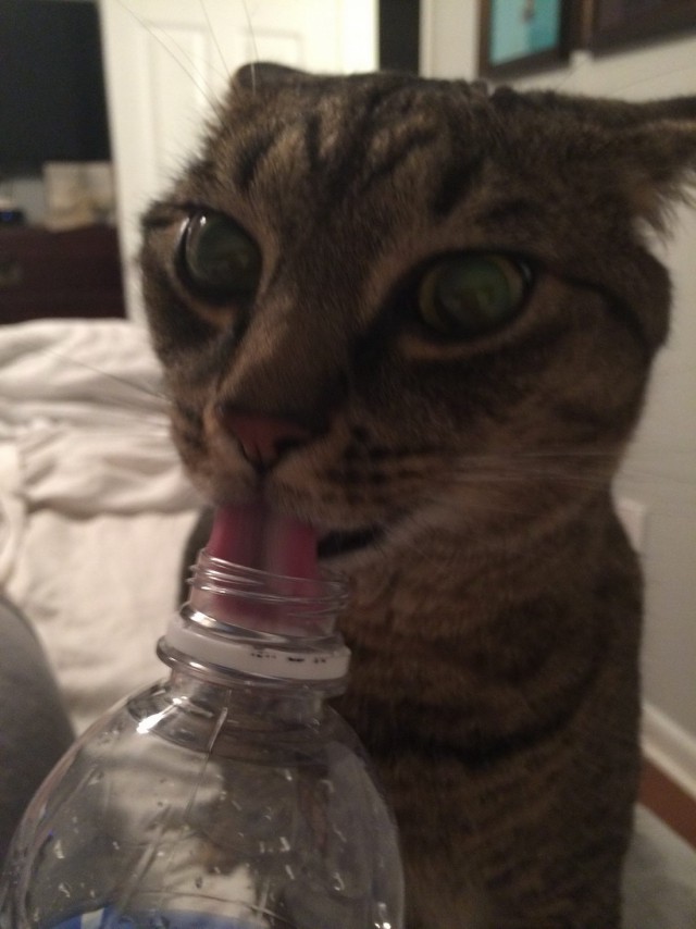 Коты и Кошки