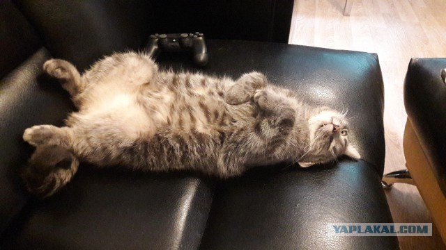 Котовторник 1.08.17
