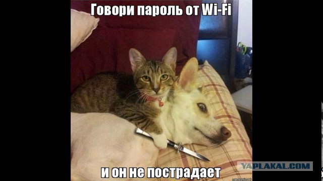Драка вежливых котов