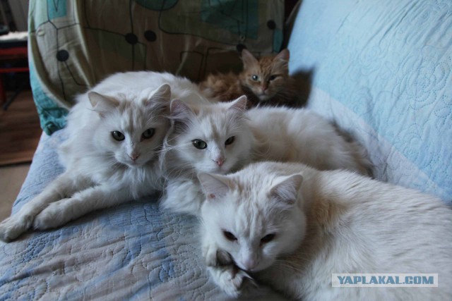 Котовторник 20.02.18