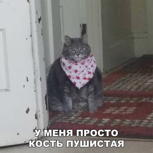 Фотобомбы котов