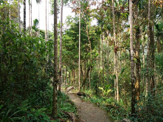 К живым мостам и обратно. Заметки из Индии