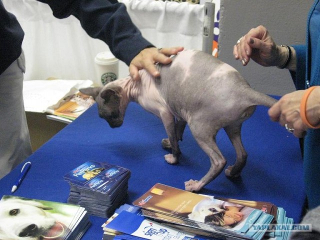 Iams Cat Championship в Нью- Йорке