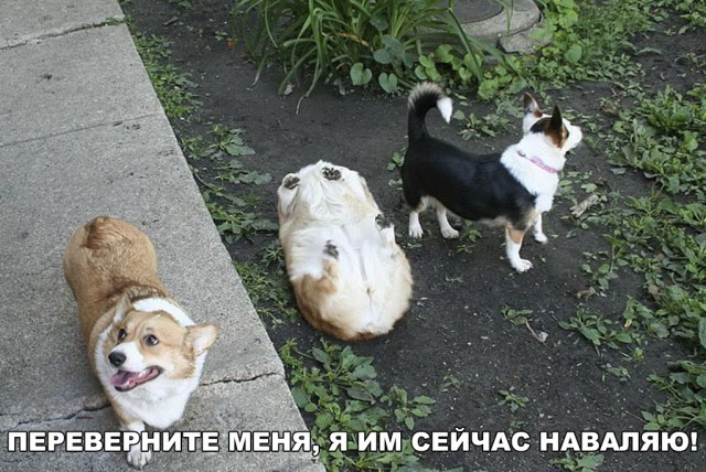 Прикольные картинки абавсём