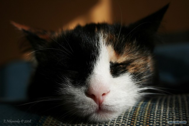 Котовторник на ферме (65 фот)