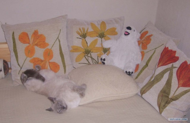 Котовторник на 07.04.2009
