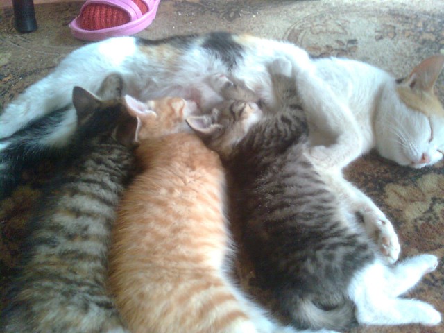 Котовторник на 04.08.2009