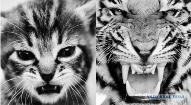 Котовторник стартует