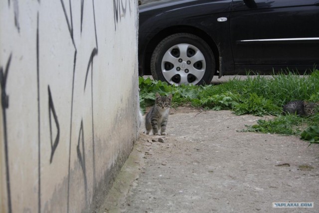 Начинаем котовторник!