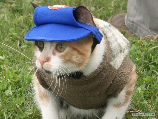 Котовторник (начало в супермаркете!)