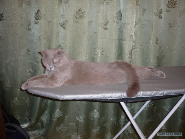 Котовторник (21.02.2012)