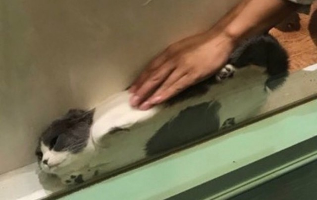 Прикольных котов пост