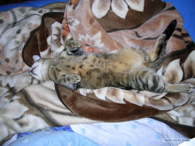 Котовторник 27.03.2012