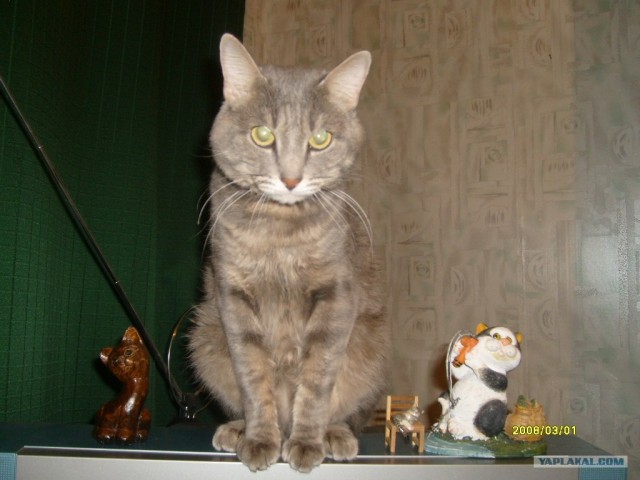 Котовторник  от 3.04.2012