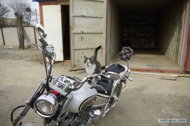 Котовторник 24.04.2012