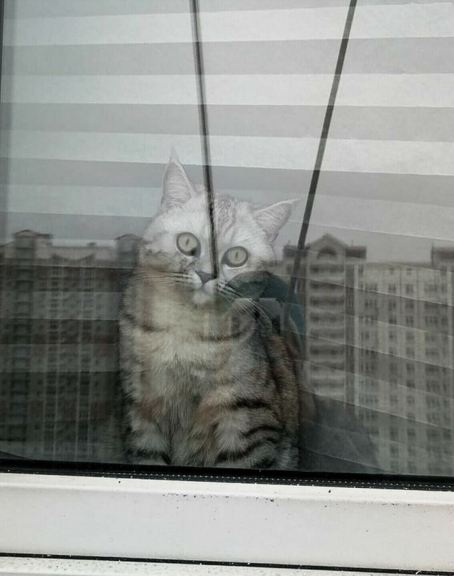 Прикольных котов пост