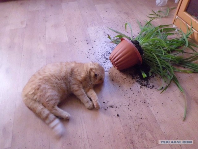 Котовторник 31.07.2012 г.