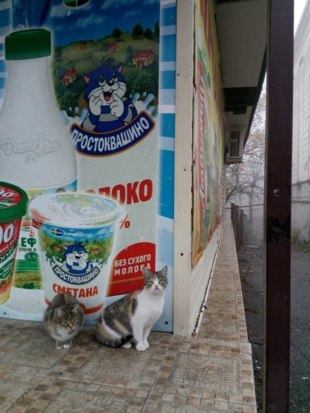 Вся красота уличных котов