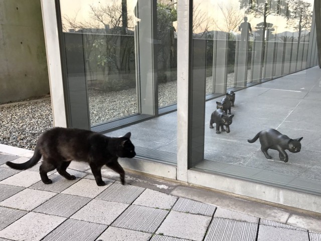 Прикольных котов пост