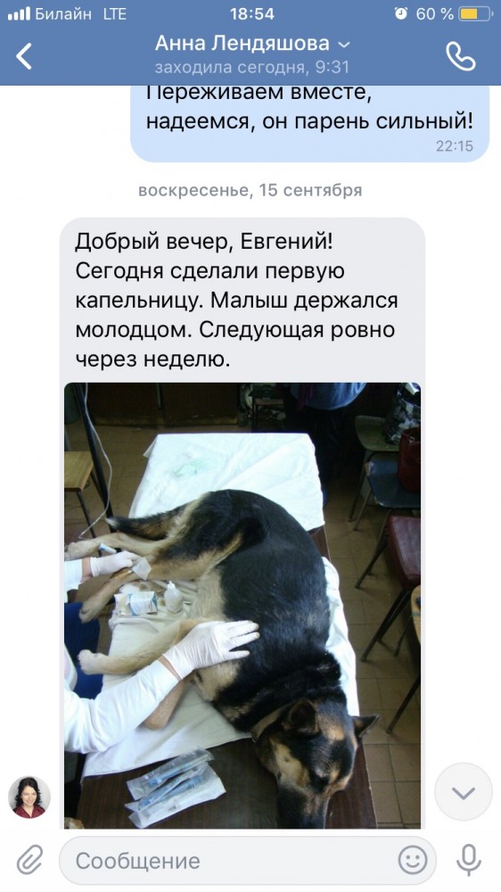 В Питере люди собрали бездомной собаке по имени Наталья Николаевна 13 000 рублей на операцию