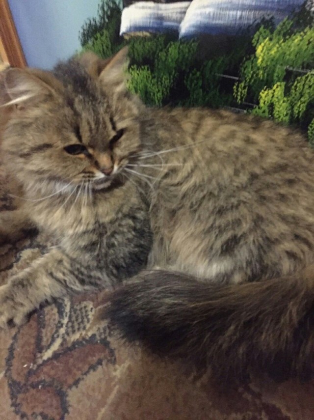 Забавные картинки с котами из сети