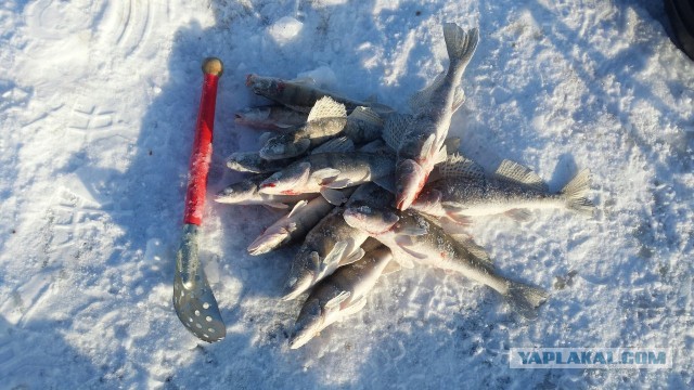 Жаренный берш с медово-огуречным соусом.